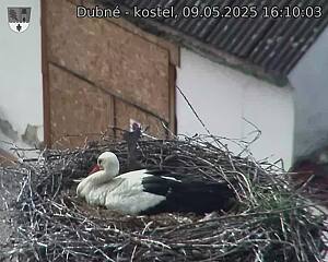 Capi_Dubne_20250509_161003.jpg (1350 x 1080)