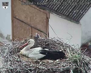 Capi_Dubne_20250509_163004.jpg (1350 x 1080)