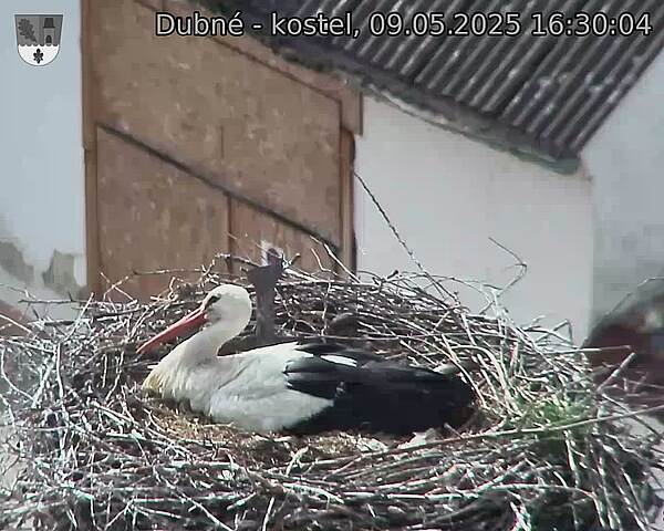 Capi_Dubne_20250509_163004.jpg (1350 x 1080)