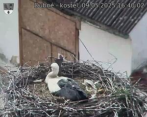 Capi_Dubne_20250509_164002.jpg (1350 x 1080)