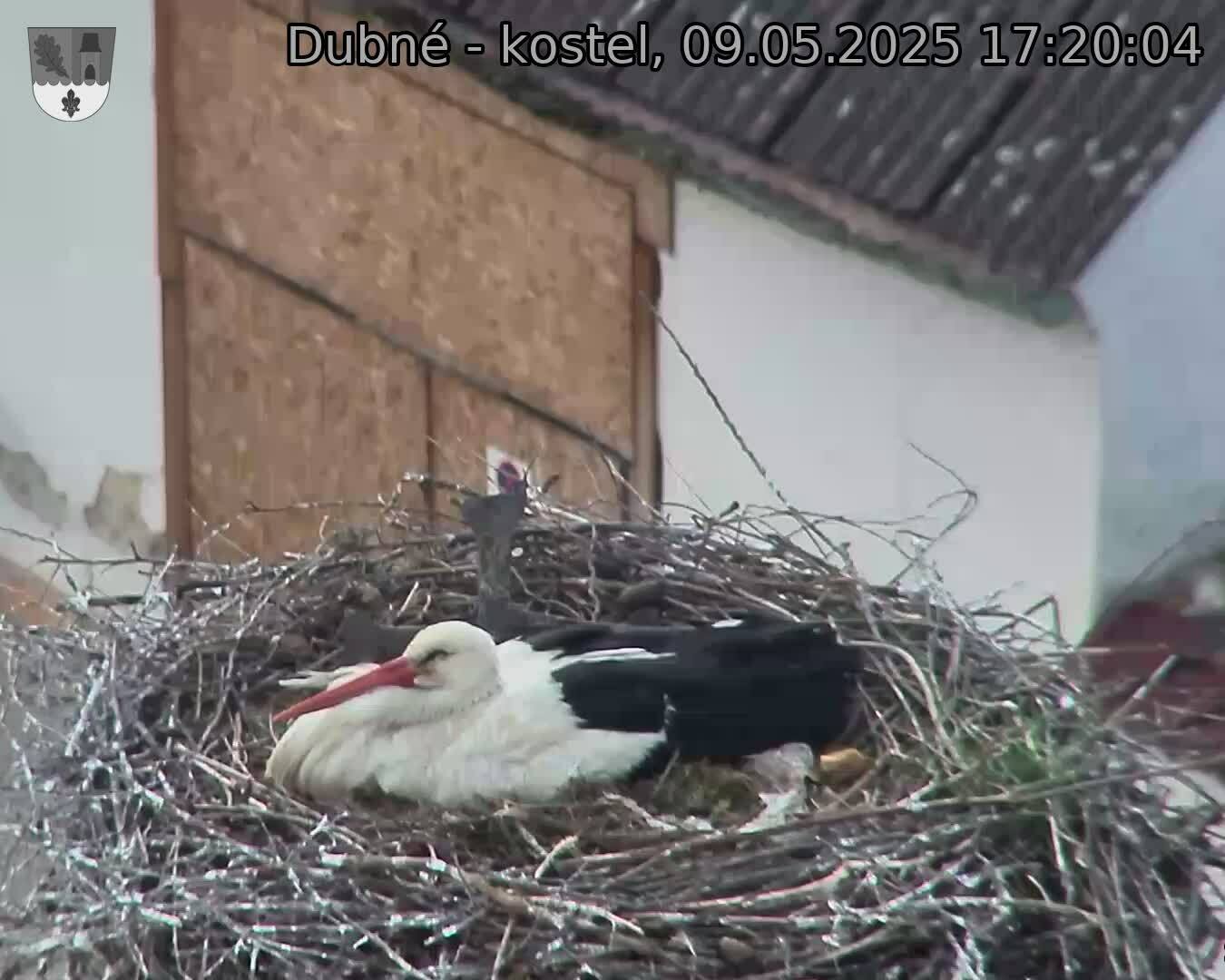 Capi_Dubne_20250509_172004.jpg (1350 x 1080)