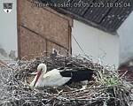 Capi_Dubne_20250509_180504.jpg