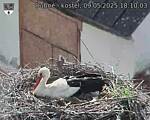 Capi_Dubne_20250509_181003.jpg