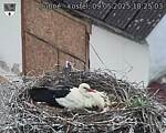Capi_Dubne_20250509_182503.jpg