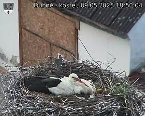 Capi_Dubne_20250509_185004.jpg (1350 x 1080)