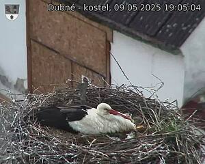 Capi_Dubne_20250509_190504.jpg (1350 x 1080)