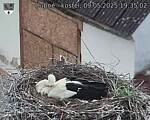 Capi_Dubne_20250509_193503.jpg