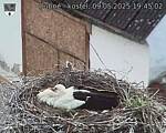 Capi_Dubne_20250509_194502.jpg