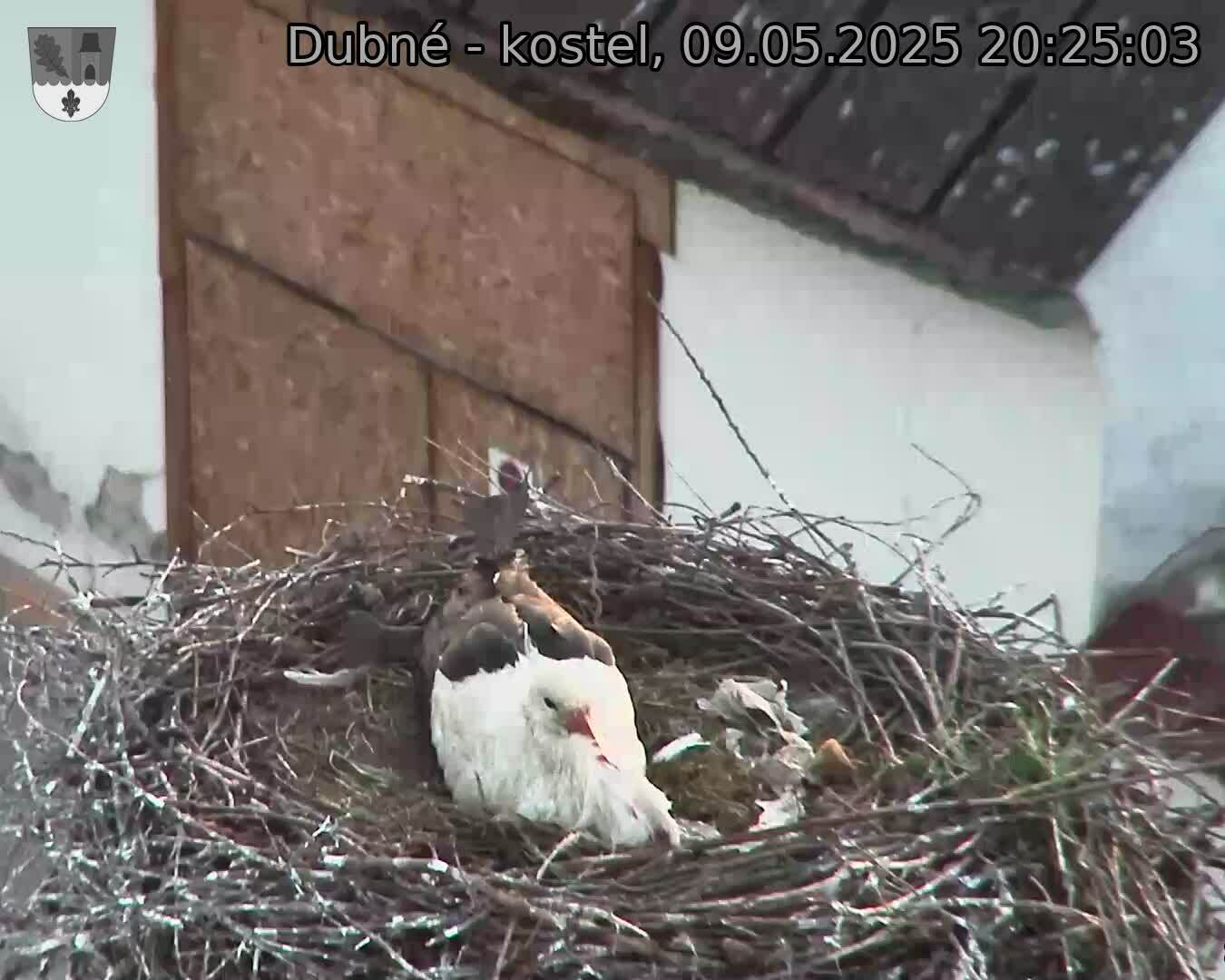 Capi_Dubne_20250509_202503.jpg (1350 x 1080)