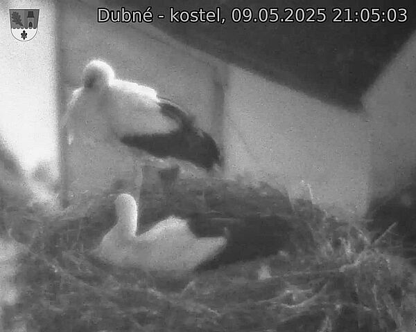 Capi_Dubne_20250509_210503.jpg (1350 x 1080)