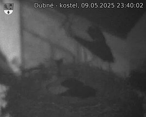 Capi_Dubne_20250509_234002.jpg (1350 x 1080)
