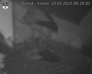 Capi_Dubne_20250510_002002.jpg (1350 x 1080)