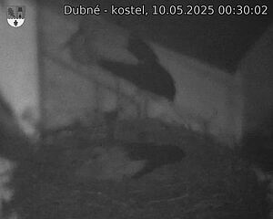 Capi_Dubne_20250510_003002.jpg (1350 x 1080)