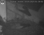 Capi_Dubne_20250510_013002.jpg