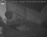 Capi_Dubne_20250510_030503.jpg