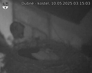 Capi_Dubne_20250510_031503.jpg (1350 x 1080)