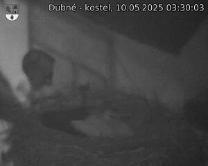 Capi_Dubne_20250510_033003.jpg (1350 x 1080)