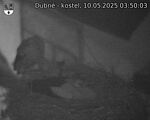 Capi_Dubne_20250510_035003.jpg