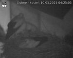 Capi_Dubne_20250510_042503.jpg