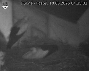 Capi_Dubne_20250510_043502.jpg (1350 x 1080)