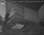 Capi_Dubne_20250510_044003.jpg