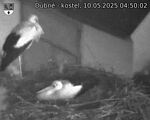 Capi_Dubne_20250510_045002.jpg