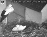 Capi_Dubne_20250510_045503.jpg