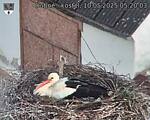 Capi_Dubne_20250510_052003.jpg