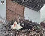 Capi_Dubne_20250510_052503.jpg