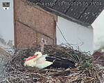 Capi_Dubne_20250510_053504.jpg