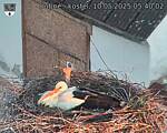 Capi_Dubne_20250510_054002.jpg