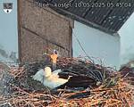 Capi_Dubne_20250510_054504.jpg