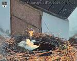 Capi_Dubne_20250510_055003.jpg