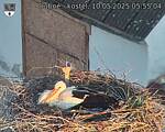 Capi_Dubne_20250510_055504.jpg