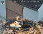 Capi_Dubne_20250510_060003.jpg