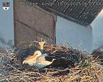Capi_Dubne_20250510_060504.jpg