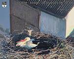 Capi_Dubne_20250510_061004.jpg
