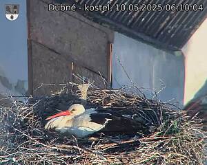 Capi_Dubne_20250510_061004.jpg (1350 x 1080)