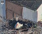 Capi_Dubne_20250510_062503.jpg