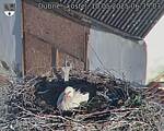 Capi_Dubne_20250510_063503.jpg