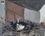 Capi_Dubne_20250510_065003.jpg