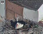 Capi_Dubne_20250510_065503.jpg