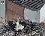 Capi_Dubne_20250510_070003.jpg