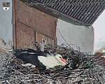 Capi_Dubne_20250510_070503.jpg