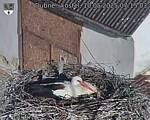 Capi_Dubne_20250510_071503.jpg