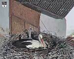 Capi_Dubne_20250510_072503.jpg