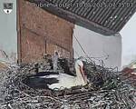 Capi_Dubne_20250510_073503.jpg