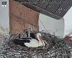 Capi_Dubne_20250510_075003.jpg