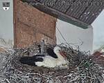 Capi_Dubne_20250510_081003.jpg