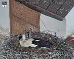 Capi_Dubne_20250510_082503.jpg